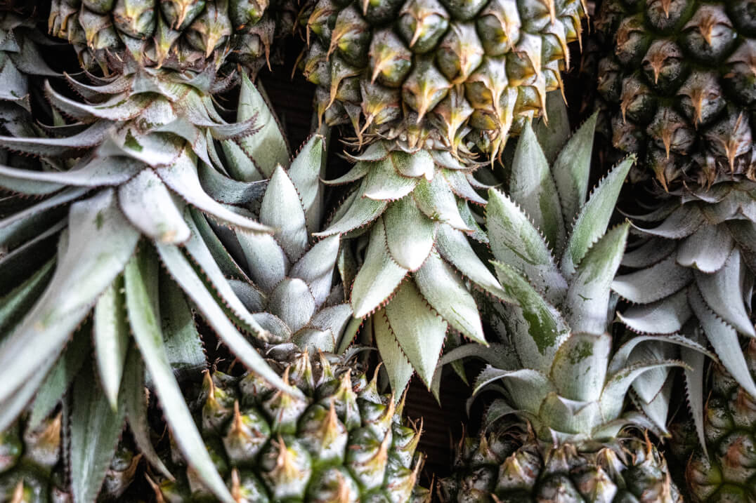 Ken Littles Fruit and Veg Port Macquarie Fresh Fruit and Veg Delivered to Your Home in Port Macuaire and The Hastings