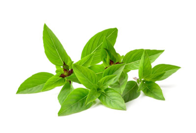 Basil (Thai)