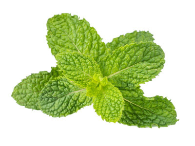 Mint
