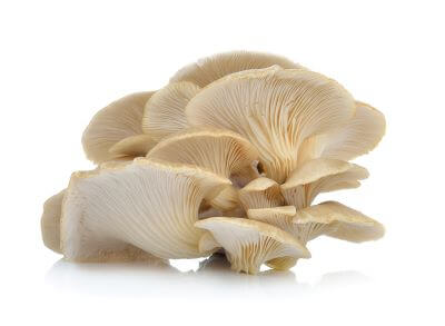 Mushrooms (Oyster)
