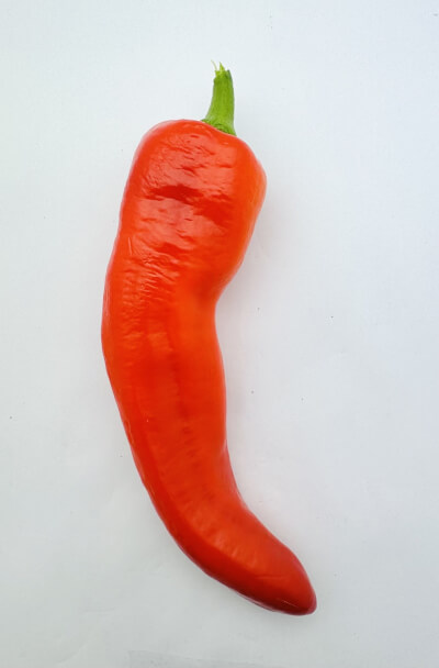 Capsicum (Bullhorn)