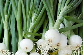 Onion Spring (bulbs)