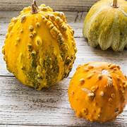 Squash (Pimply) new season
